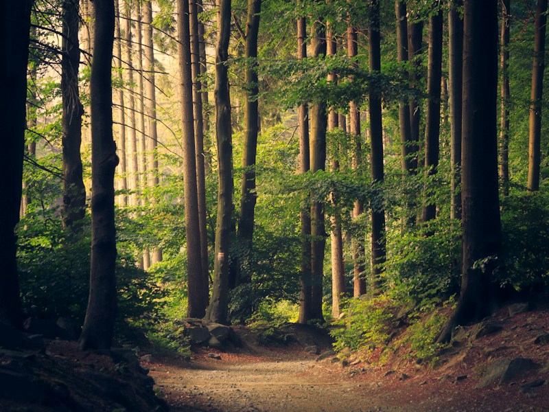 Digital Detox Weekend π΅ 48 Stunden ohne Handy, ohne Social Media, ohne E-Mails. Was ich gelernt habe: Die Stille macht am Anfang Angst, dann befreit sie.